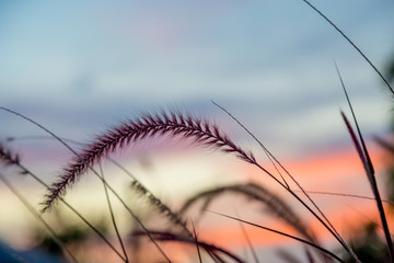 Dry grass with soft focus in golden sunset ligh with nature bokeh