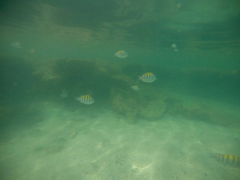 Corais de S&atilde;o miguel dos milagres