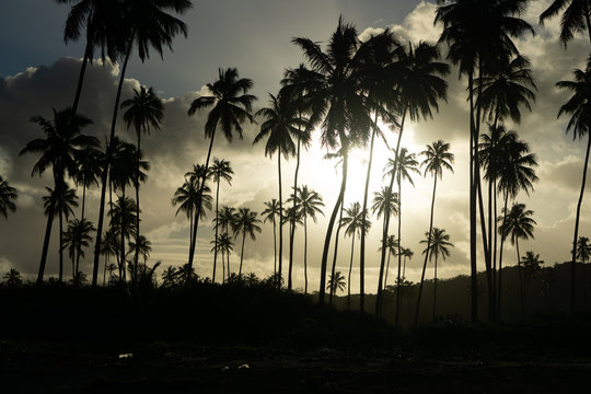 Palmeiras por do sol