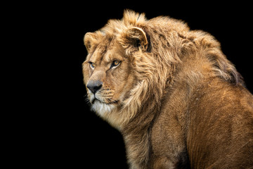 Fototapeta premium Lion with a black background
