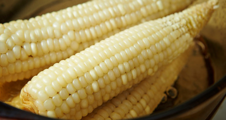close up of corn