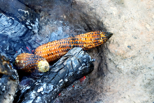 Indian Corn (bhutta) being cooked on burning wood