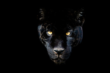 Black jaguar with a black background - obrazy, fototapety, plakaty