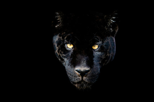 Black Puma Images – Browse 46,594 Stock Photos, Vectors, and Video | Adobe  Stock