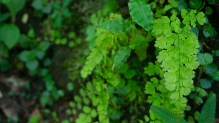 Maidenhair Fern that grows on mountain cliffs, images suitable for use as educational material, wallpapers, background images or graphic resources