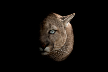 Cougar with a black background © AB Photography
