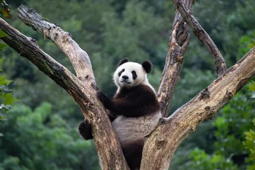 Foto op Canvas giant panda in a tree in sichuan china © Wandering Bear