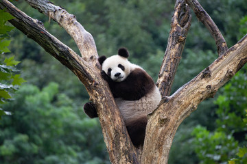 giant panda in a tree in sichuan china - obrazy, fototapety, plakaty