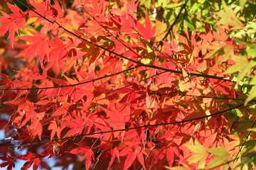 紅葉