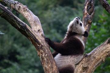 Fototapeta premium giant panda in a tree in sichuan china
