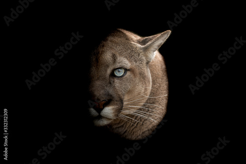 Fototapete Cougar With A Black Background - Fototapeten | Wallsheaven-AB  Photography