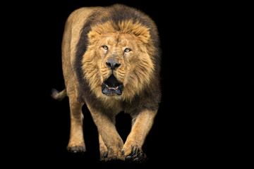 Plakat Lion with a black background
