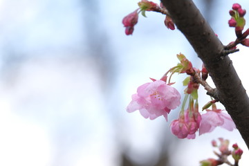 桜
