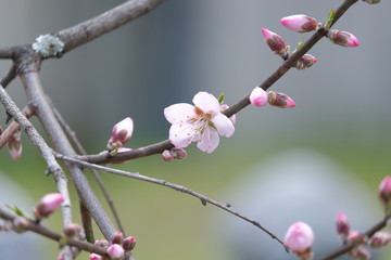 桜