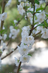 Obraz premium 桃花