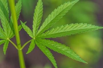 Cannabis bush close up.