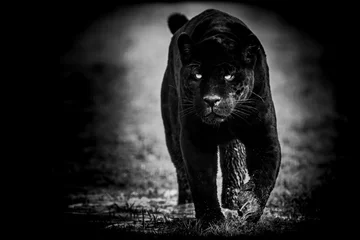 Foto op Plexiglas Black jaguar with a black background © AB Photography