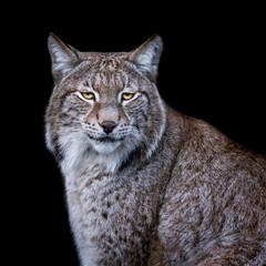 Obraz premium Lynx with a black background