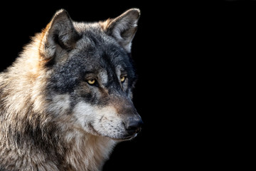 Obraz premium Grey wolf with a black background