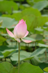 Pink lotus blossoms blooming in the pond surrounded by lotus leaves