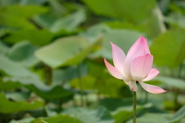 Pink lotus blossoms blooming in the pond surrounded by lotus leaves