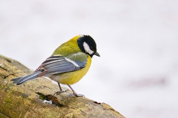 Great tit sits on an old stump. Forest bird Parus major.