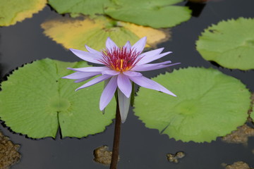 Pink lotus blossoms blooming with reflections in the pond