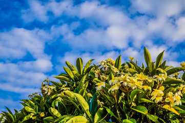 The shades of New Caledonia & Family times