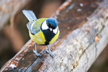 Curious Great tit sits on an old stump. Forest bird Parus major.