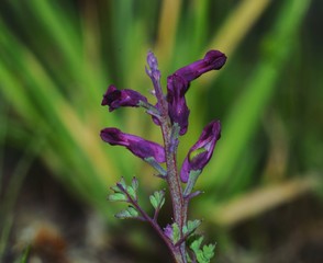 Fumaria purplevflower on blurred green grass background