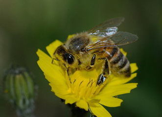 Close-up of bee collecting nectar on yellow dandelion flower