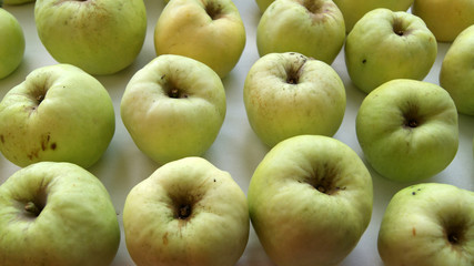 Background of large green apples. Organic apples