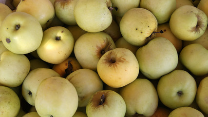 Background of large green apples. Organic apples