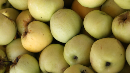 Background of large green apples. Organic apples