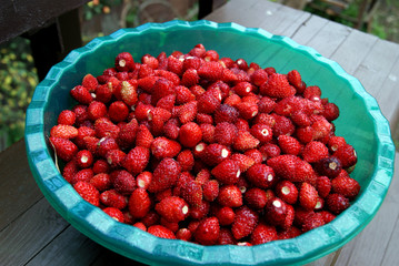 Small ripe red strawberries in a plastic translucent bowl. Organic natural berries.