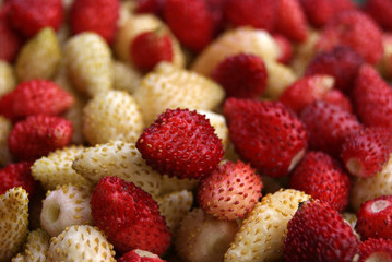 Small ripe white and red strawberries close-up. Organic natural berries.
