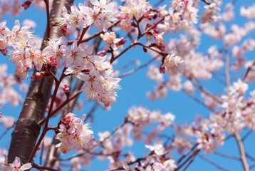 A Flowering sakura branches against the blue sky, spring background.