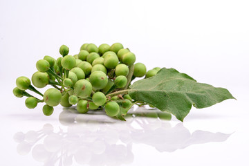 Solanum torvum on a white background.