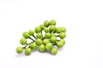 Solanum torvum on a white background.