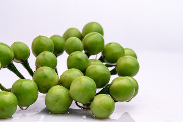 Solanum torvum on a white background.