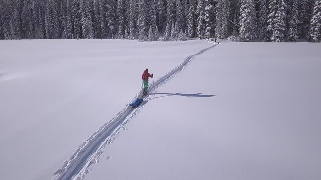 Expedition skier with pulk sled joins others waiting at forest edge