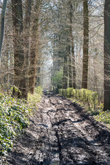 Spring in the forest