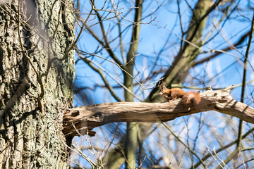 An brown squirrel