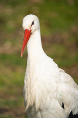 Closeup portrait of a european white stork