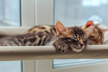 Cute charcoal bengal kitty cat laying on the cat's window bed and sleeping.