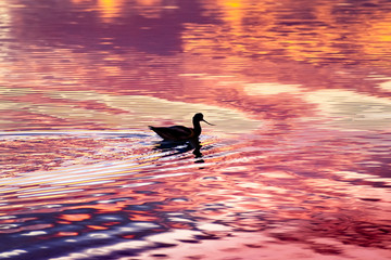 American avocet bird swimming at sunset in the tidal marshes of Alviso, Don Edwards San Francisco Bay National Wildlife Refuge, San Jose, California