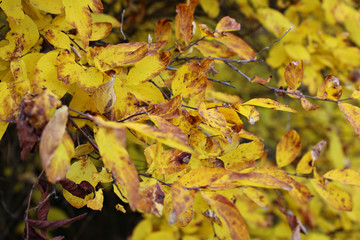 autumn leaves on ground