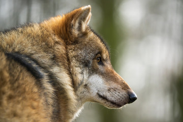 Closeup portrait of a european wolf