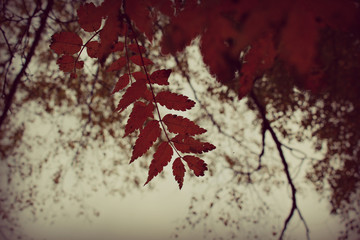 cherry blossom on a background