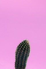 The green cactus has thick spines. The spines are everywhere. The cactus is on a pink plain background.